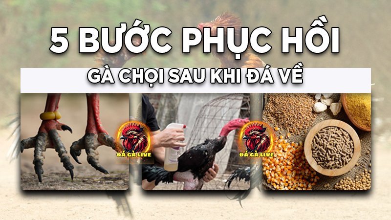 Cách Phục Hồi Gà Chọi Sau Khi Đá Về 