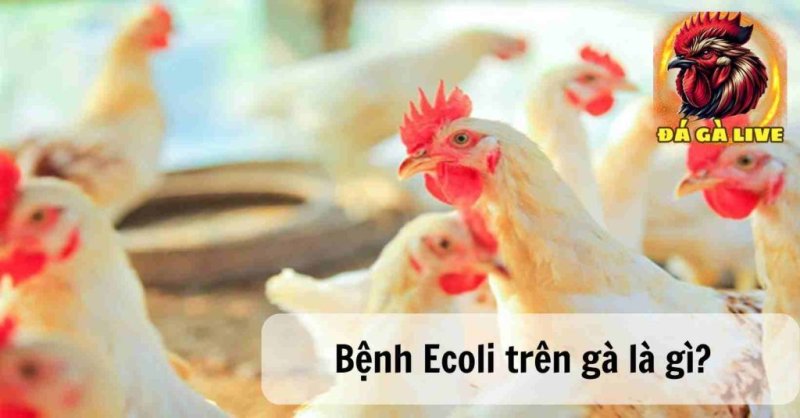 Hiểu Rõ Về Bệnh Ecoli Trên Gà và Cách Điều Trị Hiệu Quả