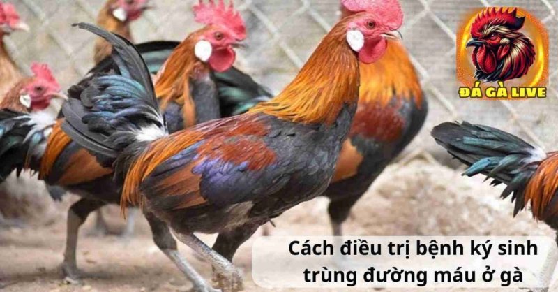 Điều Trị và Phòng Ngừa Bệnh Ký Sinh Trùng Đường Máu ở Gà