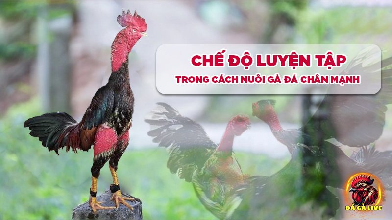 Cách Nuôi Gà Đá Chân Mạnh “ Bách Chiến Bách Thắng”