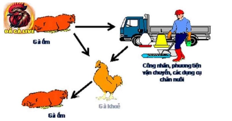 Hiểu Rõ Về Bệnh ILT Trên Gà và Cách Phòng Ngừa Hiệu Quả