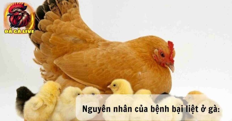 Bệnh Bại Liệt ở Gà Nguyên Nhân, Triệu Chứng và Cách Phòng Ngừa