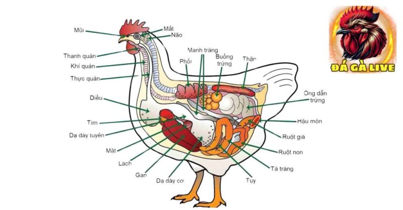 Hiểu Rõ Về Bệnh Ecoli Trên Gà và Cách Điều Trị Hiệu Quả