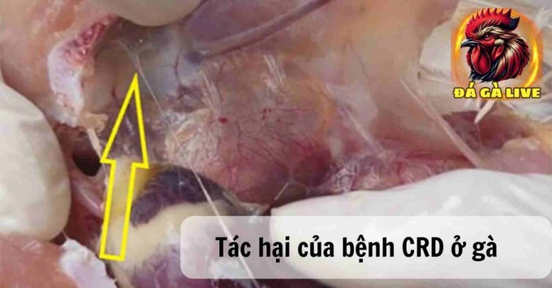 Bệnh CRD Ở Gà Nguyên Nhân, Triệu Chứng và Cách Phòng Tránh