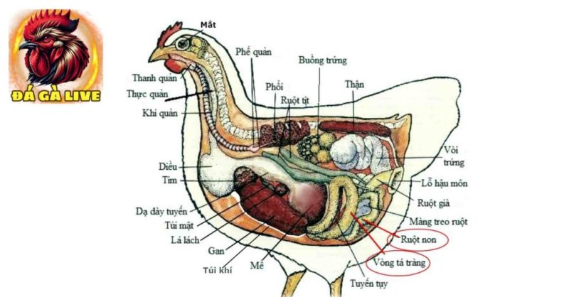 Bệnh cầu trùng ở gà tác hại và biện pháp phòng tránh