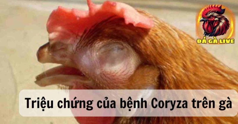 Bệnh Coryza Trên Gà Nguyên Nhân, Triệu Chứng và Biện Pháp Chữa Trị