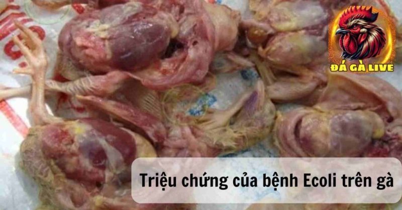 Hiểu Rõ Về Bệnh Ecoli Trên Gà và Cách Điều Trị Hiệu Quả