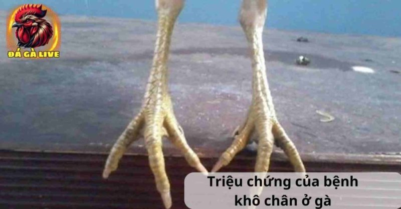 Bệnh Khô Chân ở Gà Nguyên Nhân Triệu Chứng và Cách Điều Trị