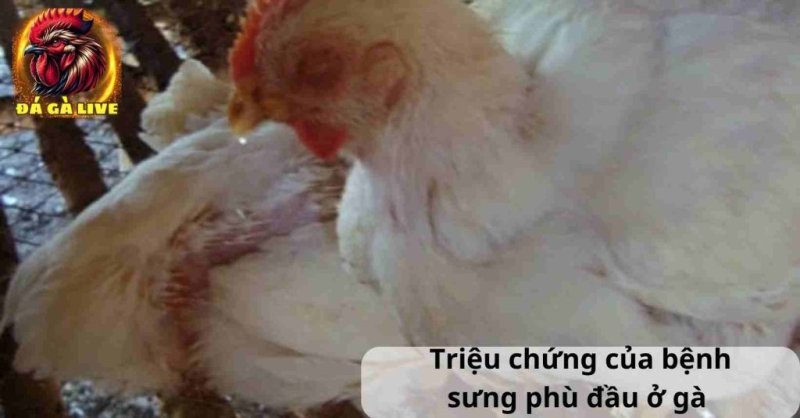 Bệnh Sưng Phù Đầu ở Gà Nguyên Nhân, Triệu Chứng và Cách Điều Trị