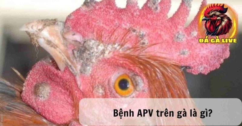 Bệnh APV Trên Gà Nguyên Nhân Triệu Chứng và Phương Pháp Điều Trị