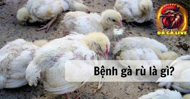 Bệnh Gà Rù Nguyên Nhân, Triệu Chứng và Biện Pháp Điều Trị