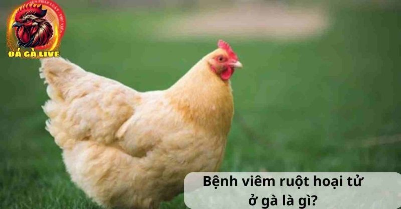 Bệnh Viêm Ruột Hoại Tử ở Gà Nguyên Nhân, Triệu Chứng và Biện Pháp Điều Trị