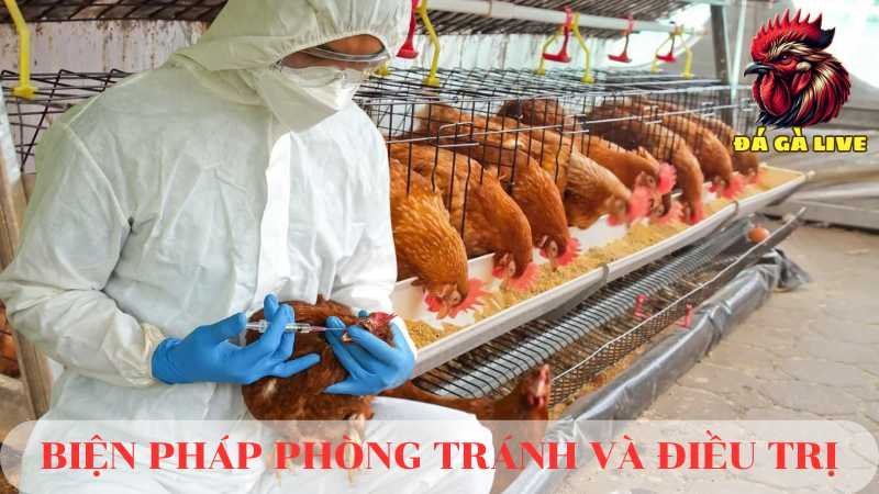 Phân Gà Bệnh Nguyên Nhân, Triệu Chứng và Biện Pháp Phòng Tránh