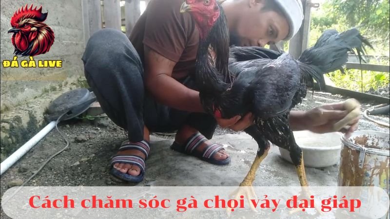 Vảy Đại Gíáp Là Gì Bí Quyết Xem Vảy Chuẩn