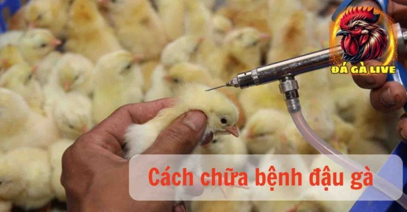 Bệnh Đậu Gà Nguyên Nhân Và Cách Điều Trị Bệnh