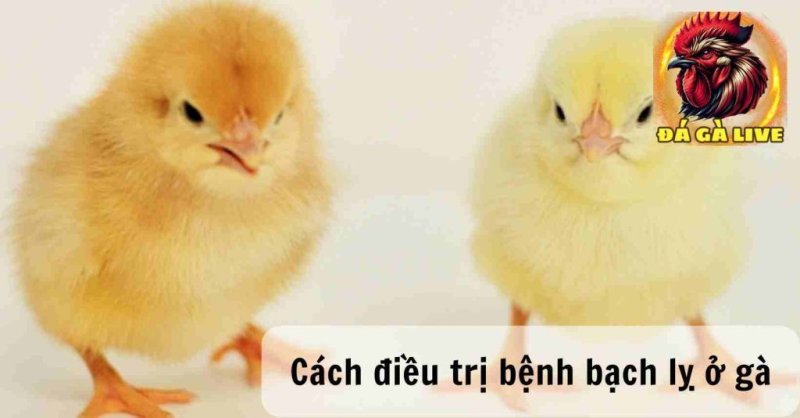 Bệnh Bạch Lỵ ở Gà Nguyên Nhân Triệu Chứng và Cách Điều Trị 