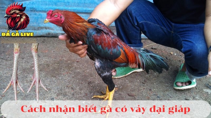 Vảy Đại Gíáp Là Gì Bí Quyết Xem Vảy Chuẩn