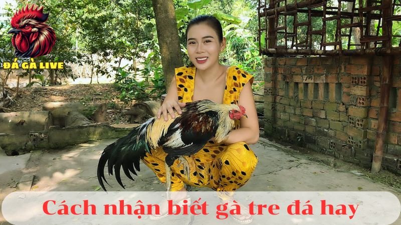 Cách Nhận Biết Gà Đá Hay Chuẩn Nhất