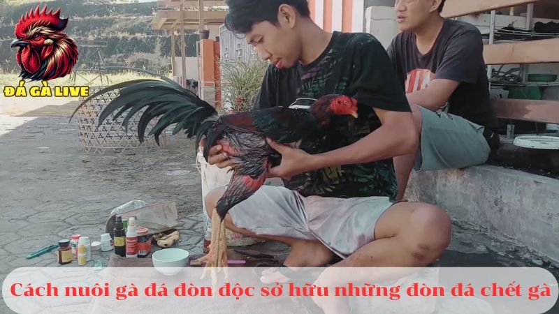 9 Kỹ Thuật Gà Đá Đòn Độc Gây Sát Thương Cao