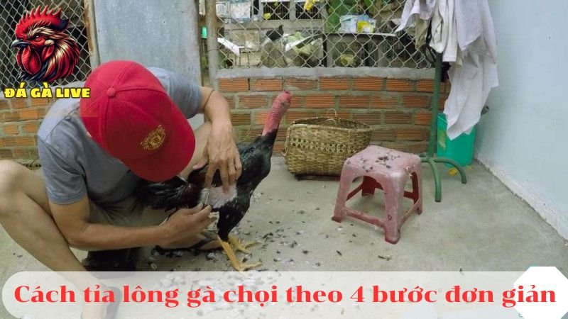 Cách Tỉa Lông Gà Hiệu Quả Chỉ Với 4 Bước Đơn Giản