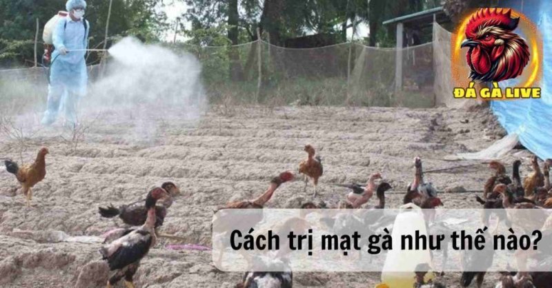 Cách Trị Mạt Gà Hiệu Quả Nhanh Chóng Nhất