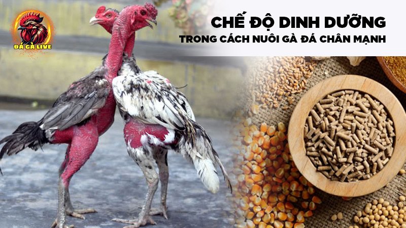 Cách Nuôi Gà Đá Chân Mạnh “ Bách Chiến Bách Thắng”