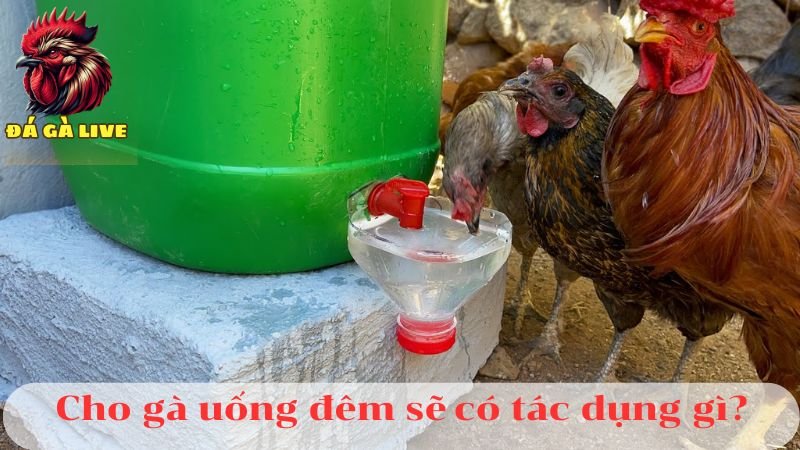 Cho Gà Uống Nước Đêm Có Thực Sự Cần Thiết Hay Không?