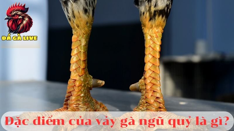 Vảy Gà Ngũ Quỷ Là Gì? Chúng Có Đặc Điểm Gì