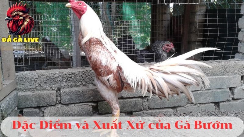 Tìm Hiểu Về Gà Bướm Đá Ngày Nào Tốt 