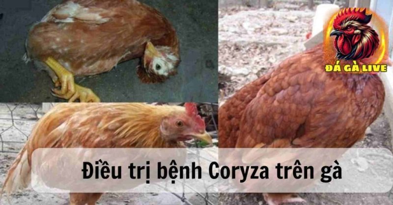 Bệnh Coryza Trên Gà Nguyên Nhân, Triệu Chứng và Biện Pháp Chữa Trị