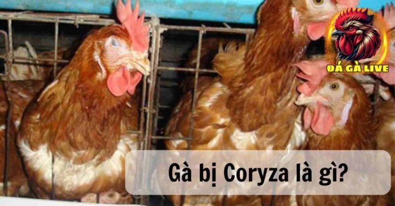 Bệnh Coryza Trên Gà Nguyên Nhân, Triệu Chứng và Biện Pháp Chữa Trị