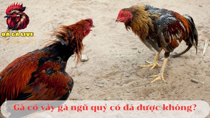 Vảy Gà Ngũ Quỷ Là Gì? Chúng Có Đặc Điểm Gì