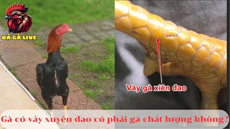 Vảy Xuyên Đao Và Những Điều Cần Biết