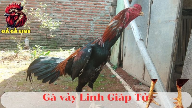 Top 9 Vảy Gà Linh Độc Lạ Hiếm Gặp Có 1 Không 2