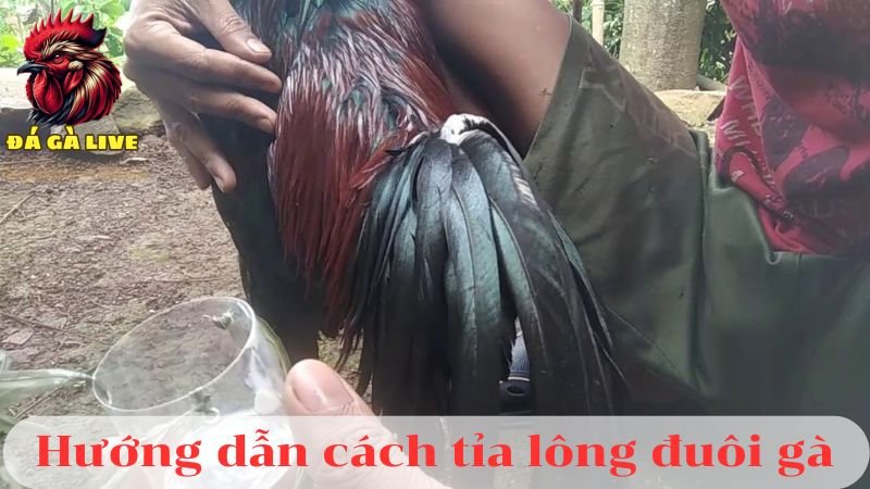 Cách Tỉa Lông Gà Hiệu Quả Chỉ Với 4 Bước Đơn Giản