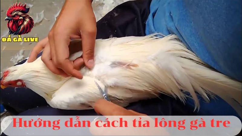 Cách Tỉa Lông Gà Hiệu Quả Chỉ Với 4 Bước Đơn Giản