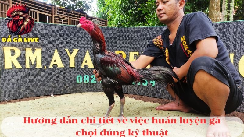 Nghệ Thuật Chọn Nuôi Gà Chọi Chi Tiết Cần Biết 