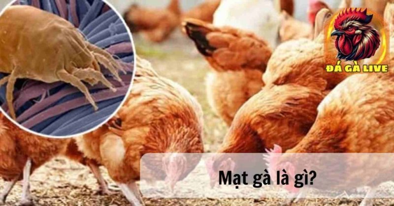 Cách Trị Mạt Gà Hiệu Quả Nhanh Chóng Nhất