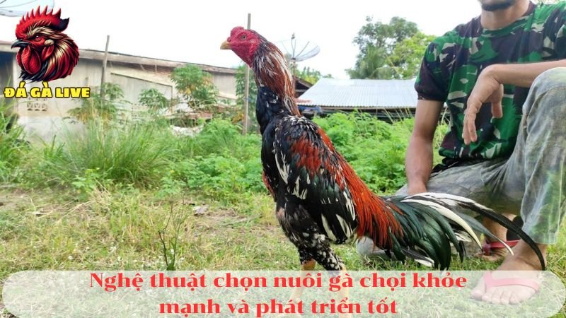 Nghệ Thuật Chọn Nuôi Gà Chọi Chi Tiết Cần Biết 