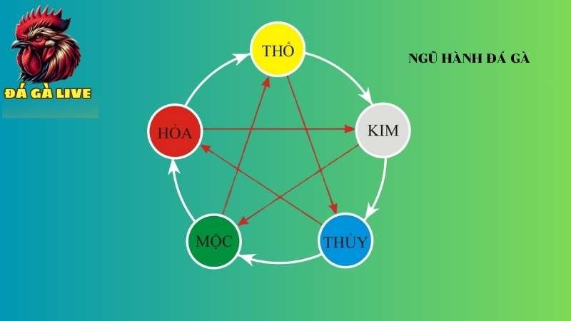 Xem Màu Mạng Gà Đá Hôm Nay