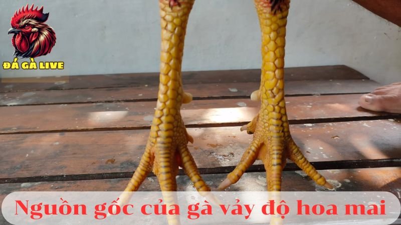 Gà Vảy Độ Hoa Mai Có Tốt Không Cách Nhận Biết Đơn Giản