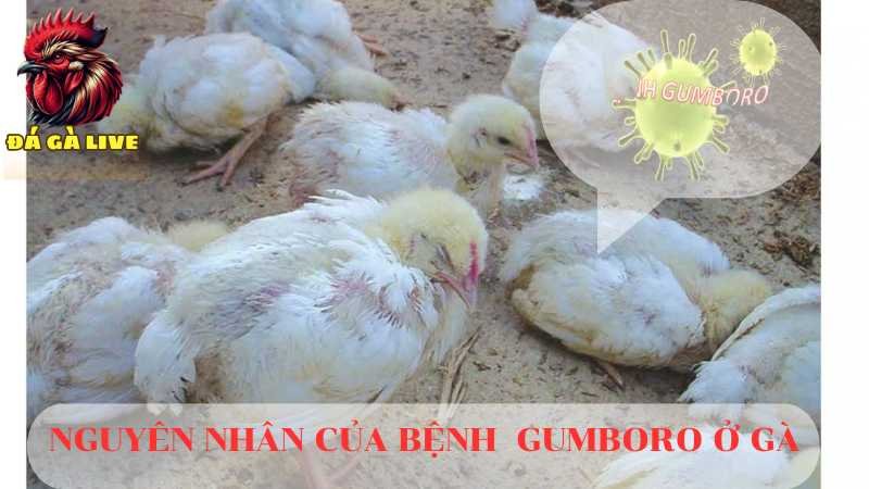 Biểu Hiện Bệnh Gumboro ở Gà và Cách Phòng Tránh