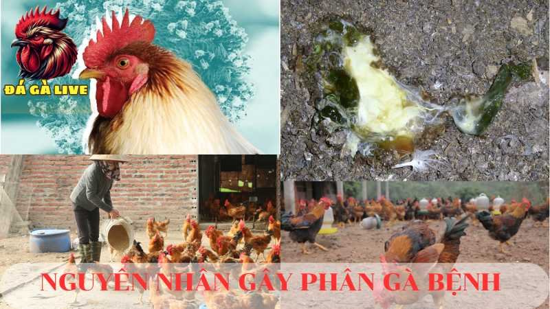 Phân Gà Bệnh Nguyên Nhân, Triệu Chứng và Biện Pháp Phòng Tránh