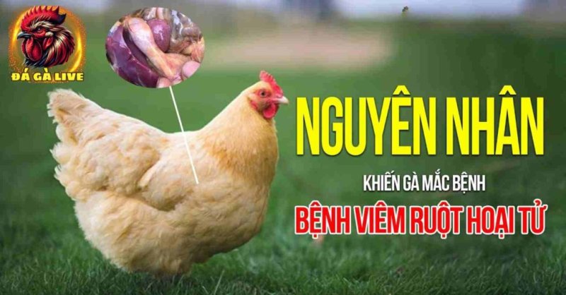 Bệnh Viêm Ruột Hoại Tử ở Gà Nguyên Nhân, Triệu Chứng và Biện Pháp Điều Trị