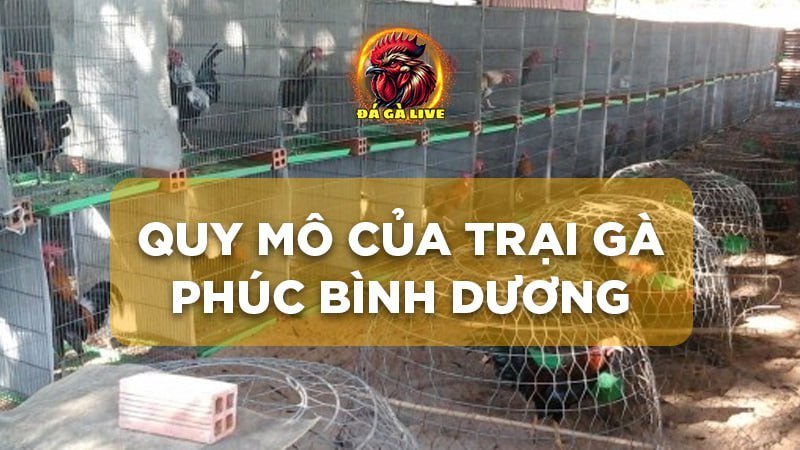 Trại Gà Phúc Bình Dương Nơi Hội Tụ Các Cao Thủ Đá Gà