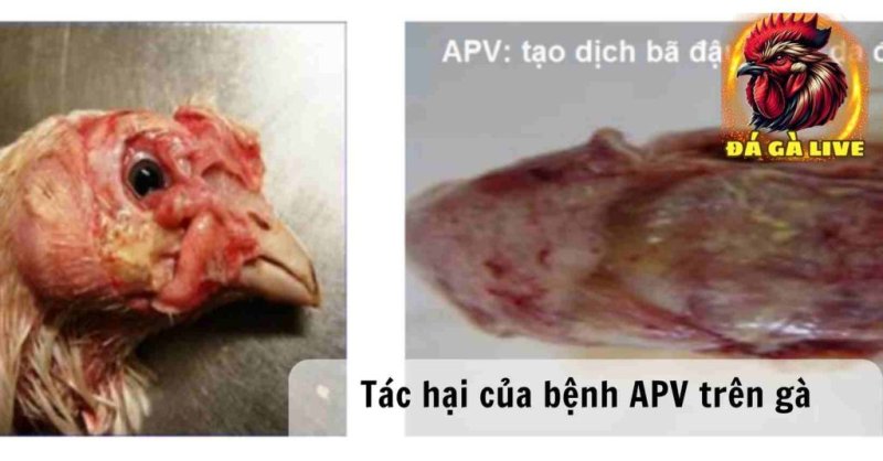 Bệnh APV Trên Gà Nguyên Nhân Triệu Chứng và Phương Pháp Điều Trị