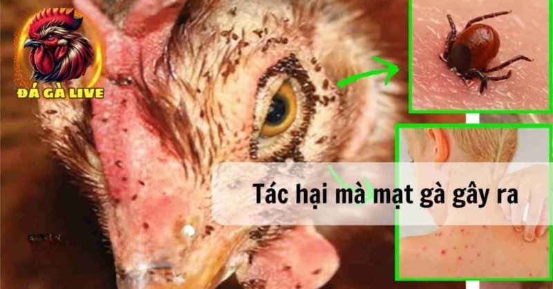 Cách Trị Mạt Gà Hiệu Quả Nhanh Chóng Nhất