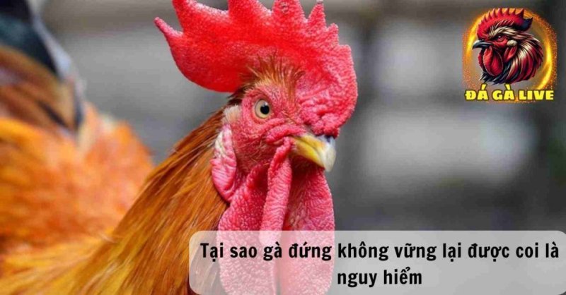 Gà Đứng Không Vững Là Bệnh Gì Dấu Hiệu và Cách Đối Phó