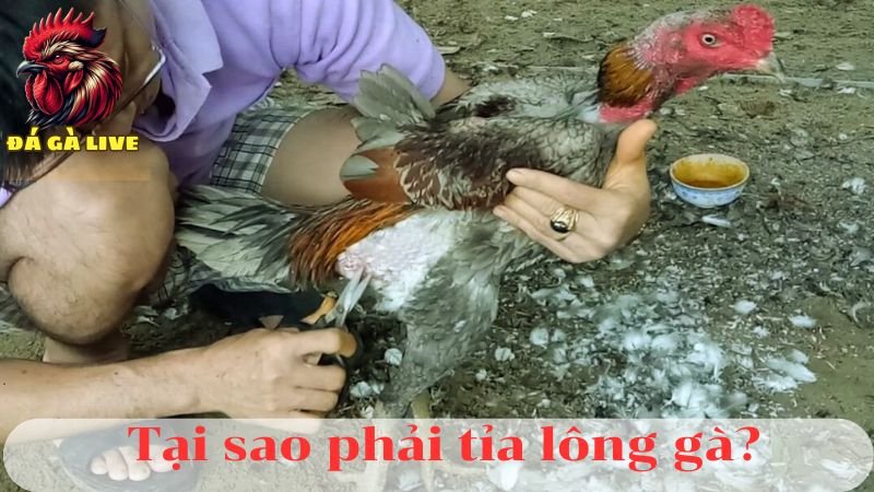 Cách Tỉa Lông Gà Hiệu Quả Chỉ Với 4 Bước Đơn Giản