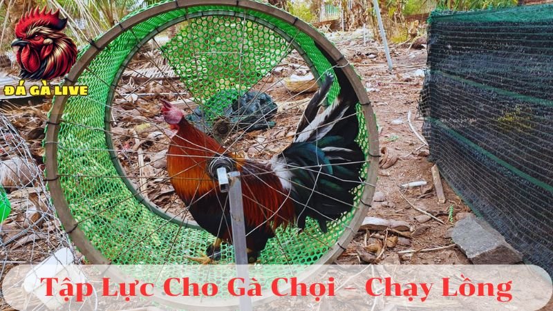 4 Cách Tập Thể Lực Cho Gà Chọi